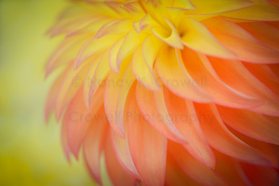 Dahlia 10