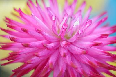 Dahlia 09