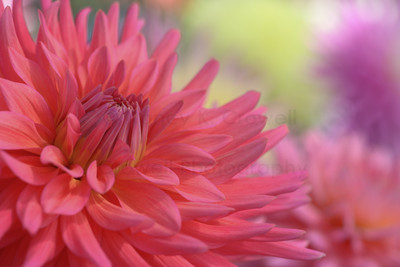 Dahlia 04