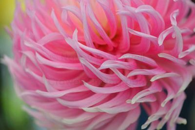 Dahlia 13