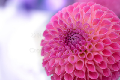 Dahlia 07
