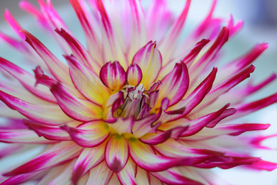 Dahlia 17
