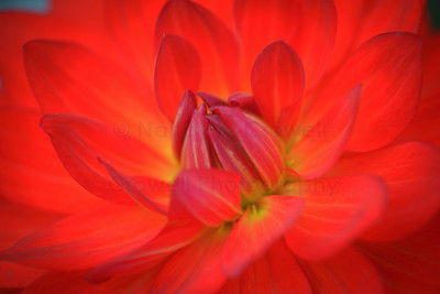 Dahlia 21