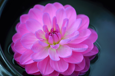 Dahlia 12