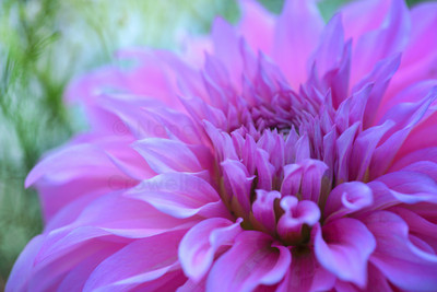 Dahlia 22