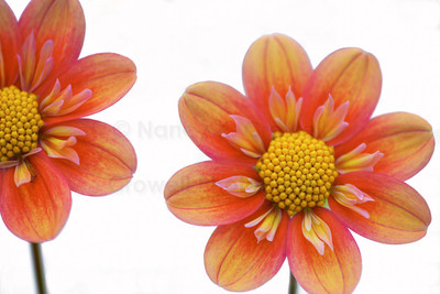 Dahlia 15