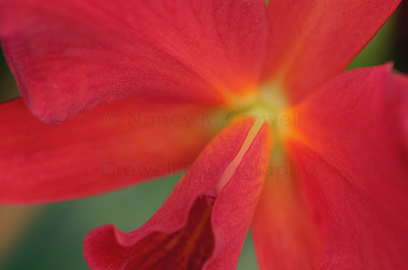 Orchid-9