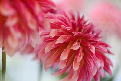 Dahlia 23