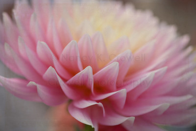 Dahlia 24