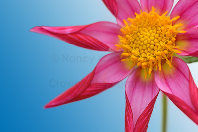 Dahlia 25