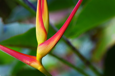 Yellow and Orange Heliconia