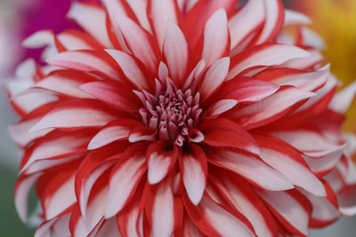 Dahlia 26