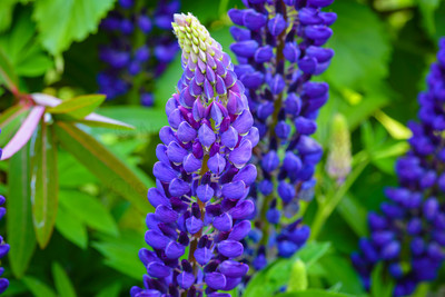 Purple Lupine