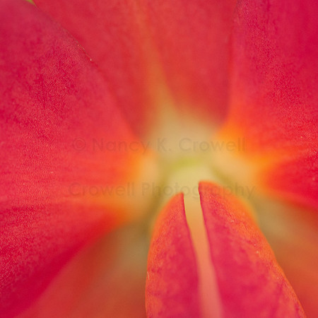Orchid-10