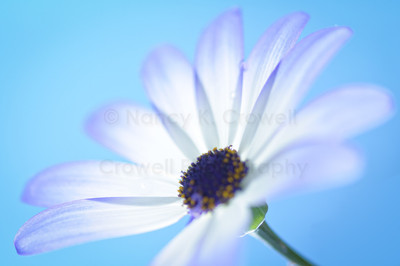 Blue Percallis