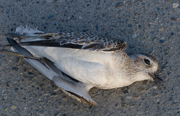 deadbird