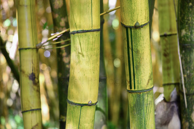 Green and Yellow Bamboo