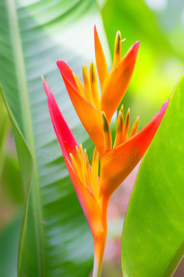 Orange  Heliconia