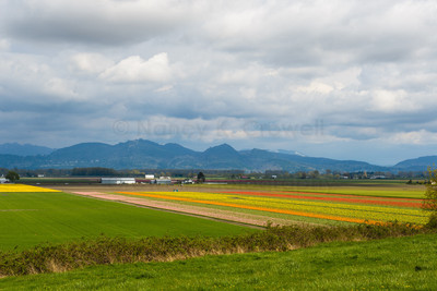 Skagit Valley