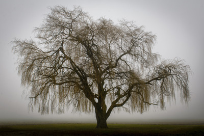 Foggy Day Willow