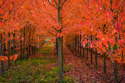 Autumn_
