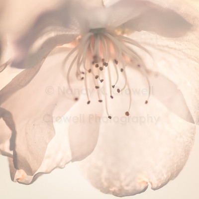 Blossom 25