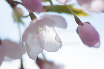 Blossom 26