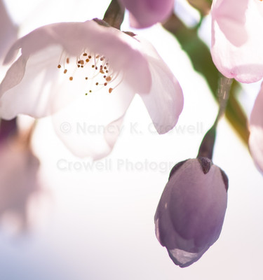 Blossom 27