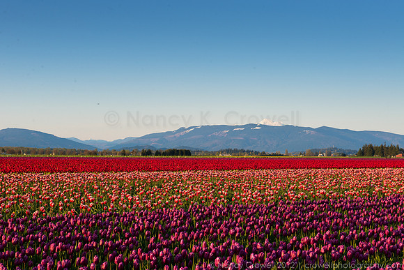 Tulip Mountain