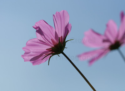 Cosmos-12