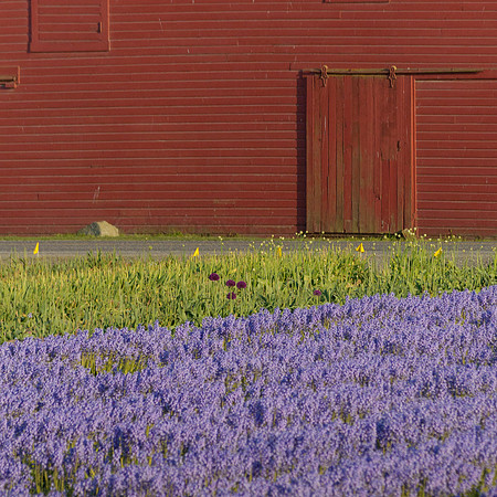 Skagit Valley Afternoon-5