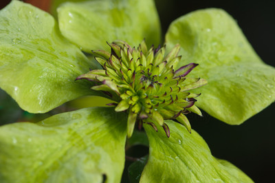 Green Clematis (2 of 3)