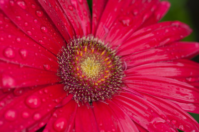 rainy pink gerbera 2