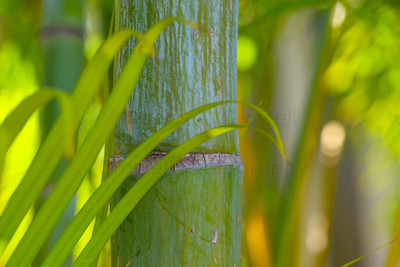 Bamboo curves