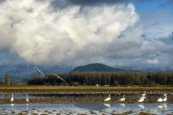 SkagitBirds--8