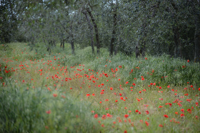 River of poppies