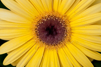 yellow-1