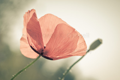 european poppy-17