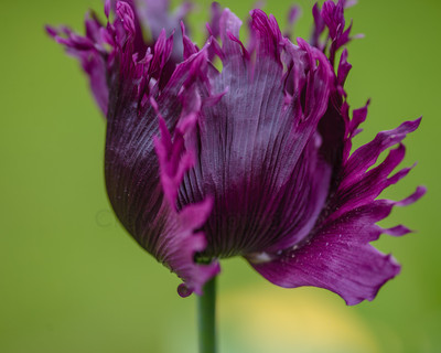 Purple Poppy