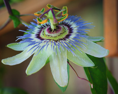 Passiflora three