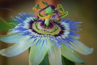 Passiflora