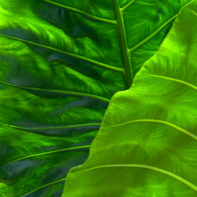 Kauai leaves