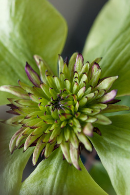 Green Clematis (3 of 3)