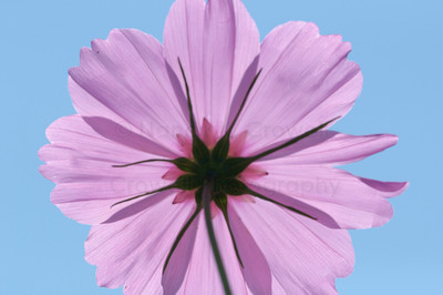 Cosmos-9