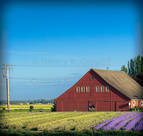 Skagit Valley Afternoon-1