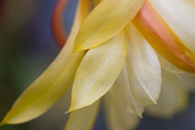 Flirtatious flower-1