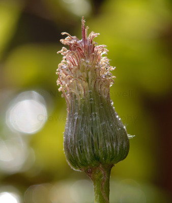 clematis alpina post bloom-5