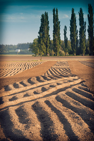 Skagit Valley Afternoon-7