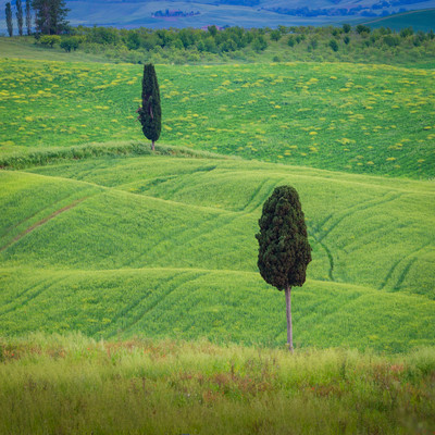 Tuscan Cypress