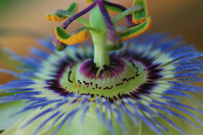 Passiflora four